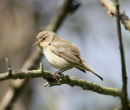 Iberian Chiffchaff