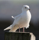 Iceland Gull