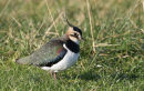 Lapwing