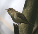 Iberian Chiffchaff