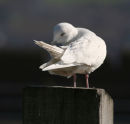 Iceland Gull