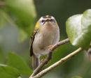 Firecrest