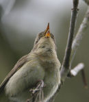 Iberian Chiffchaff