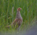 Grey Partridge