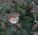 Redwing