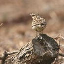 Woodlark