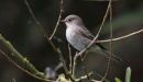 Spotted flycatcher