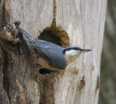 Nuthatch