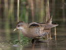 Little Crake