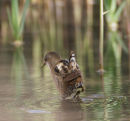 Little Crake