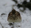 Woodlark