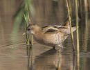 Little Crake
