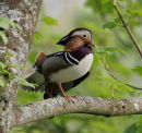Mandarin Duck