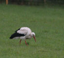 White Stork
