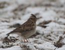 Woodlark
