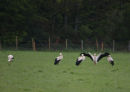 White Stork