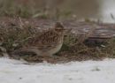 Woodlark