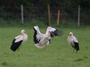White Stork