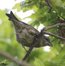 Crossbill