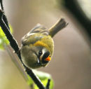 Firecrest