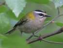 Firecrest