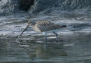 Bar-tailed Godwit