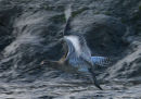 Bar-tailed Godwit