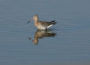 Black-tailed Godwit