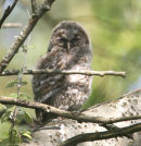 Tawny Owl