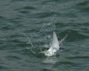 Arctic Tern