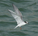 Arctic Tern