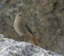 Black Redstart