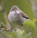 Common Whitethroat