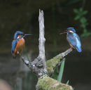 Kingfisher