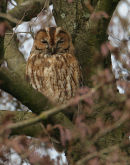 Tawny Owl