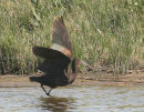 Glossy Ibis