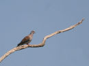 Turtle Dove