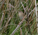 Grasshopper Warbler