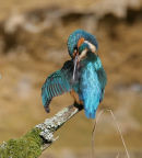Kingfisher