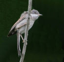 Lesser Whitethroat