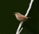 Wren
