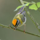 Firecrest