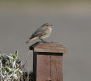 Black Redstart