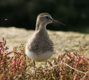 Pectoral Sandpiper