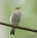 Wood Warbler