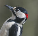 Great Spotted Woodpecker