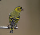Siskin