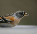 Brambling