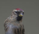 Redpoll