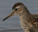 Pectoral Sandpiper